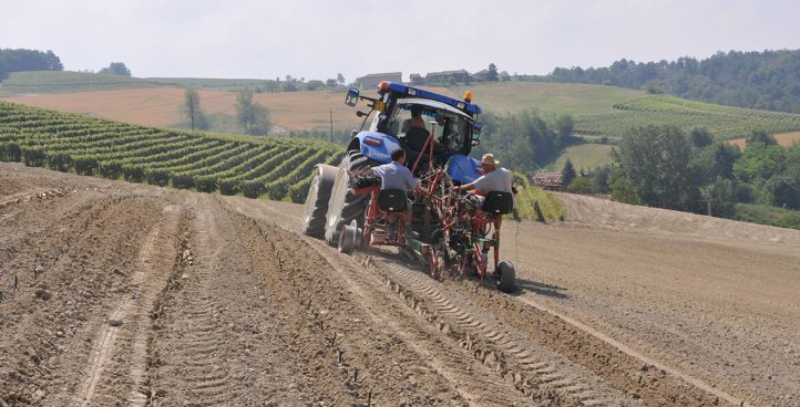 Impianto frutteti e vigneti